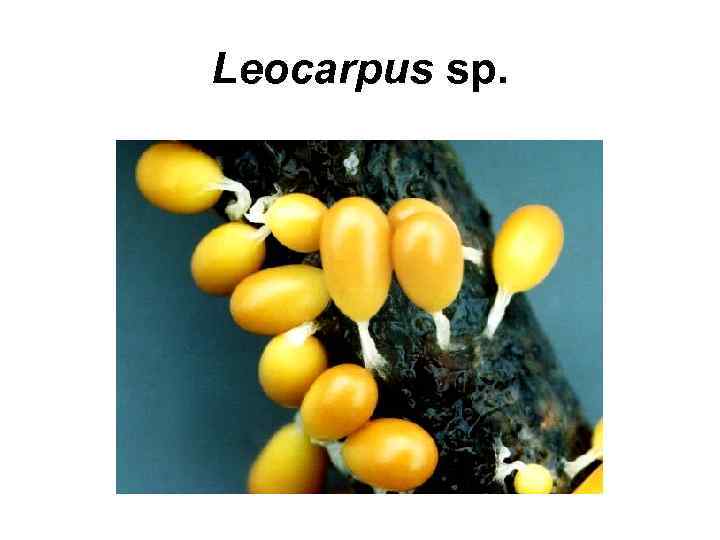 Leocarpus sp. 