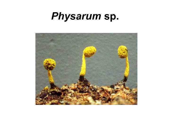 Physarum sp. 