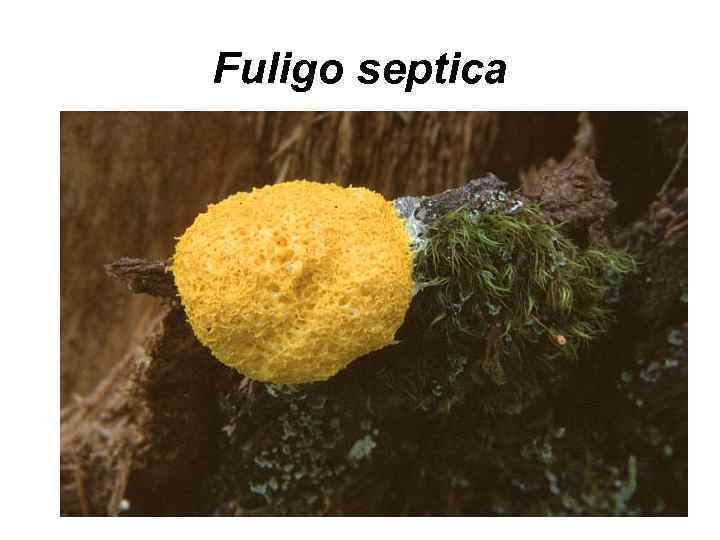 Fuligo septica 