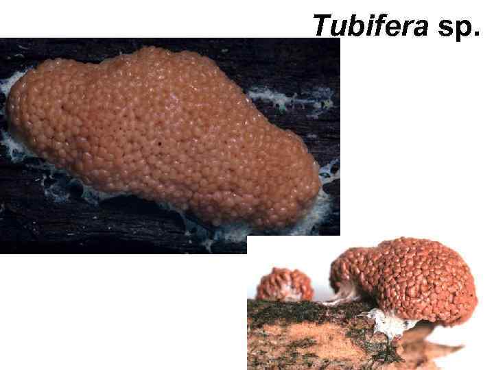 Tubifera sp. 