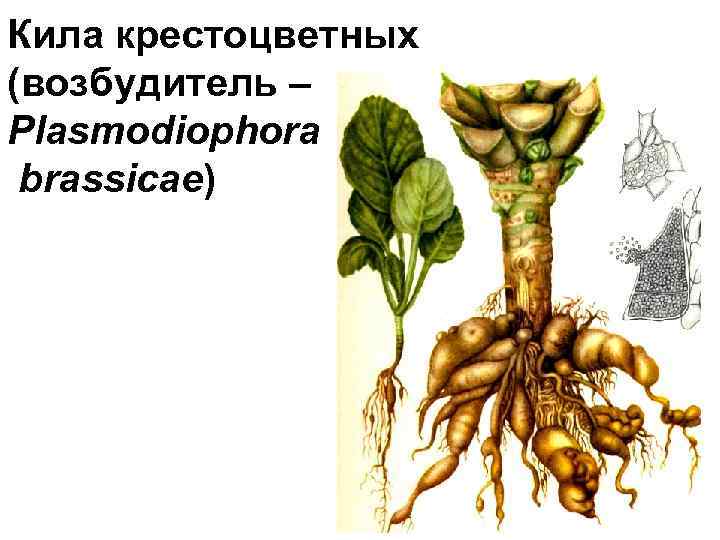Кила крестоцветных (возбудитель – Plasmodiophora brassicae) 