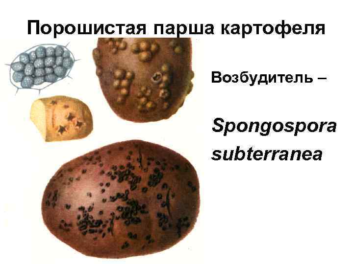 Порошистая парша картофеля Возбудитель – Spongospora subterranea 