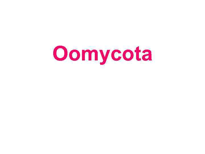 Oomycota 