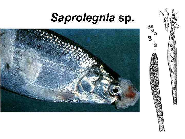 Saprolegnia sp. 