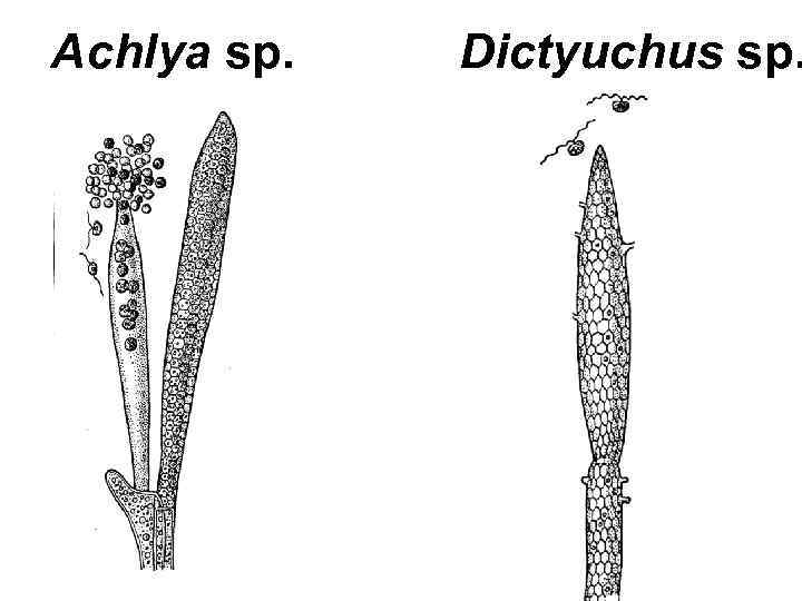 Achlya sp. Dictyuchus sp. 
