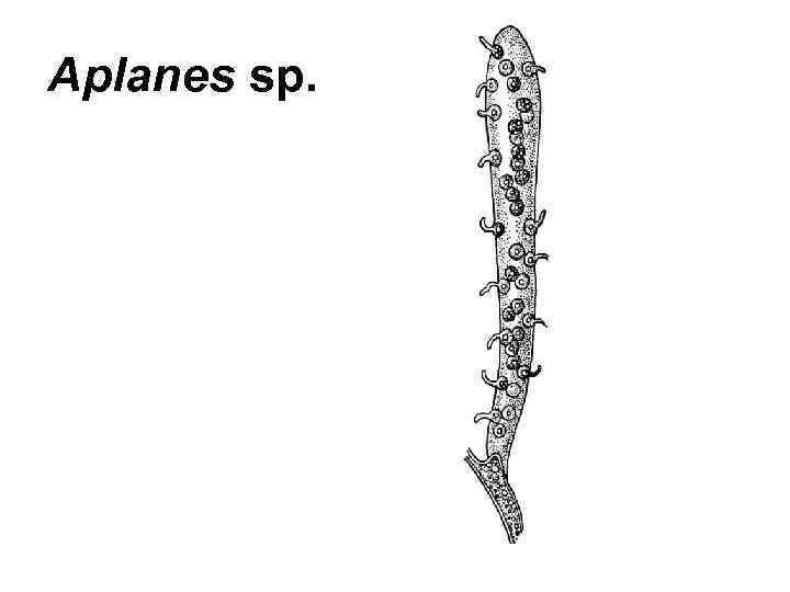 Aplanes sp. 