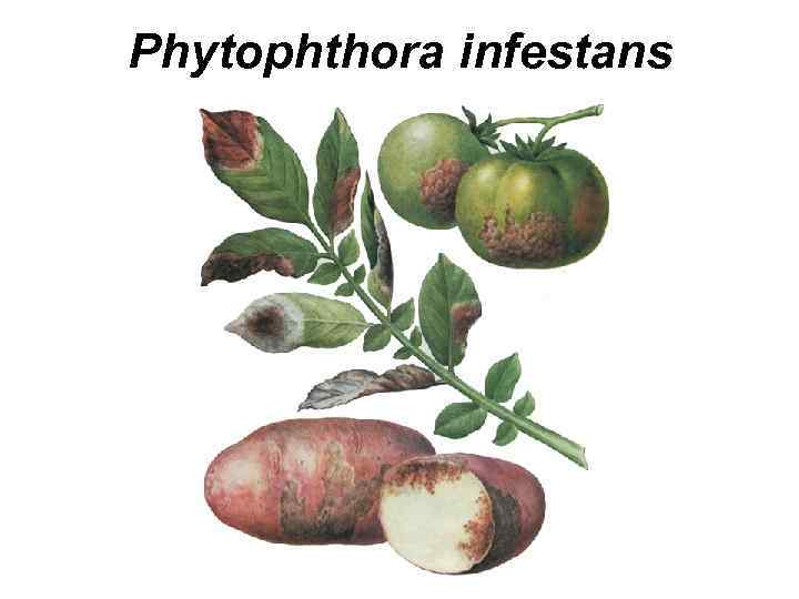Phytophthora infestans 