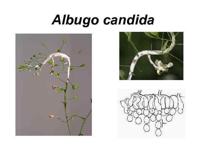 Albugo candida 