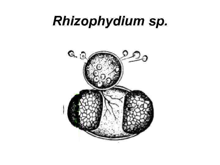 Rhizophydium sp. 