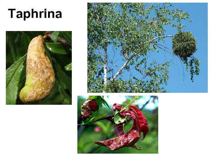 Taphrina 