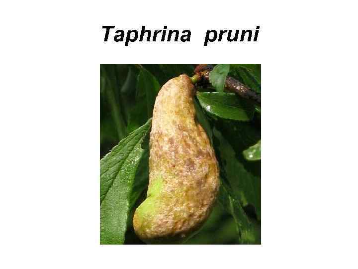 Taphrina pruni 