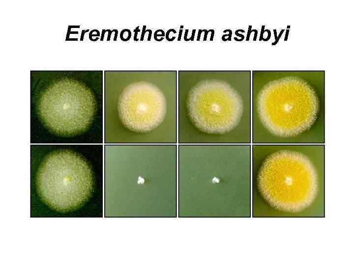 Eremothecium ashbyi 