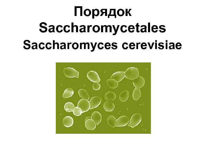Порядок Saccharomycetales Saccharomyces cerevisiae 