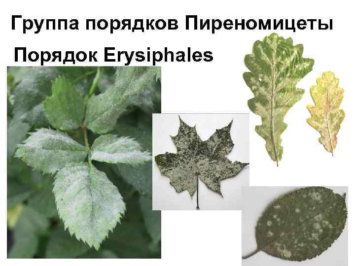 Группа порядков Пиреномицеты Порядок Erysiphales 