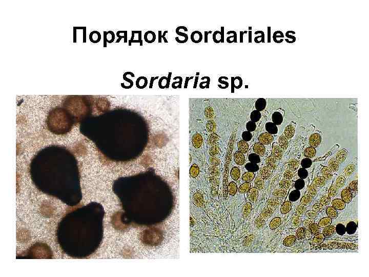 Порядок Sordariales Sordaria sp. 
