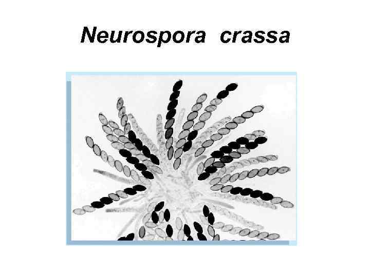 Neurospora crassa 
