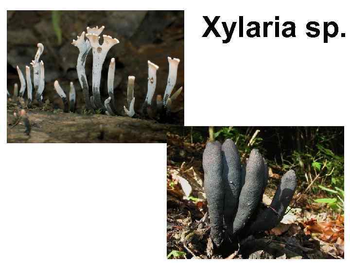 Xylaria sp. 