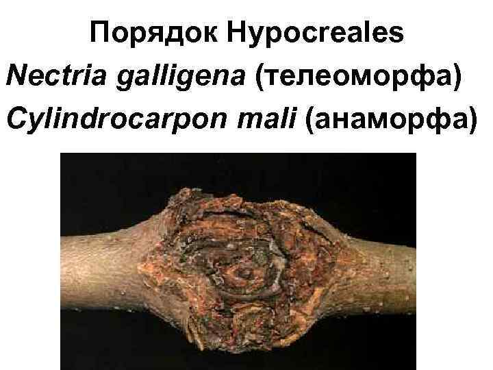 Порядок Hypocreales Nectria galligena (телеоморфа) Сylindrocarpon mali (анаморфа) 