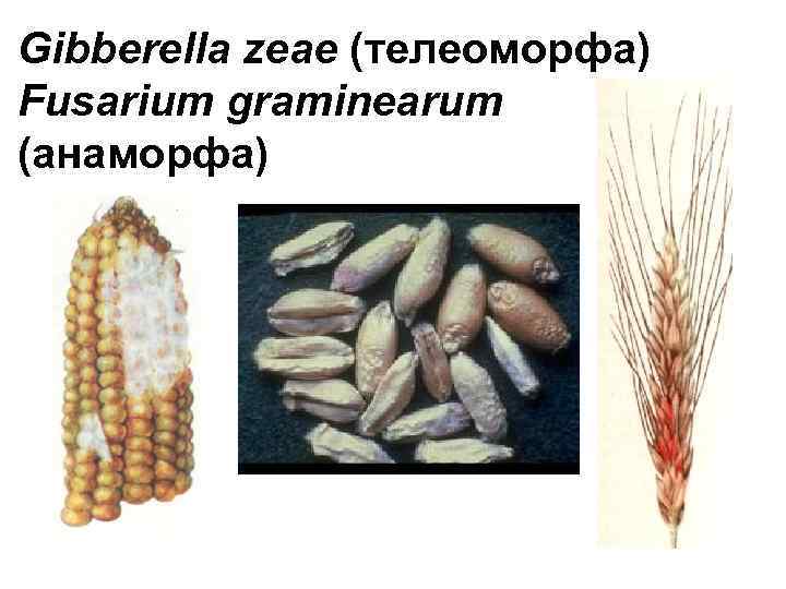 Gibberella zeae (телеоморфа) Fusarium graminearum (анаморфа) 