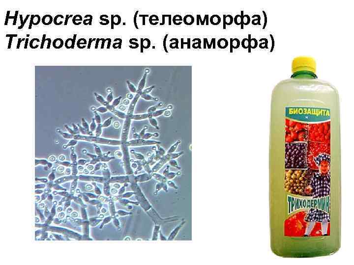 Hypocrea sp. (телеоморфа) Trichoderma sp. (анаморфа) 