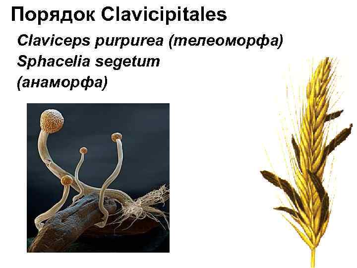 Порядок Clavicipitales Claviceps purpurea (телеоморфа) Sphacelia segetum (анаморфа) 