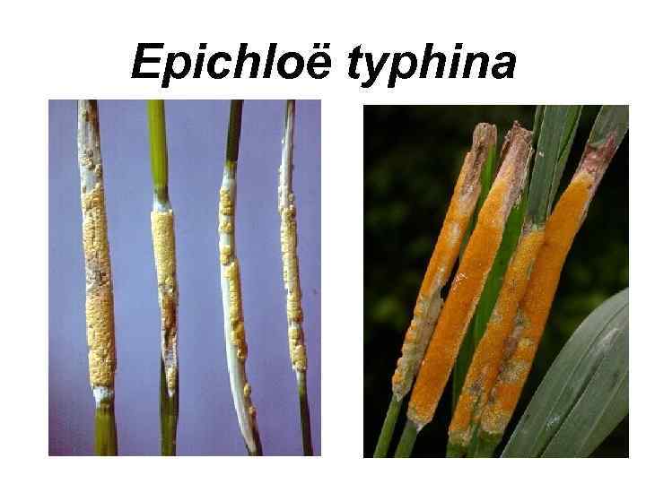 Epichloë typhina 