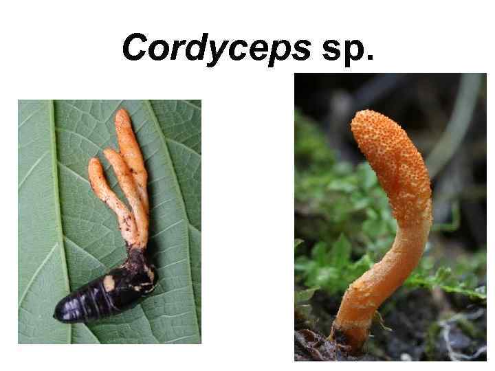 Сordyceps sp. 