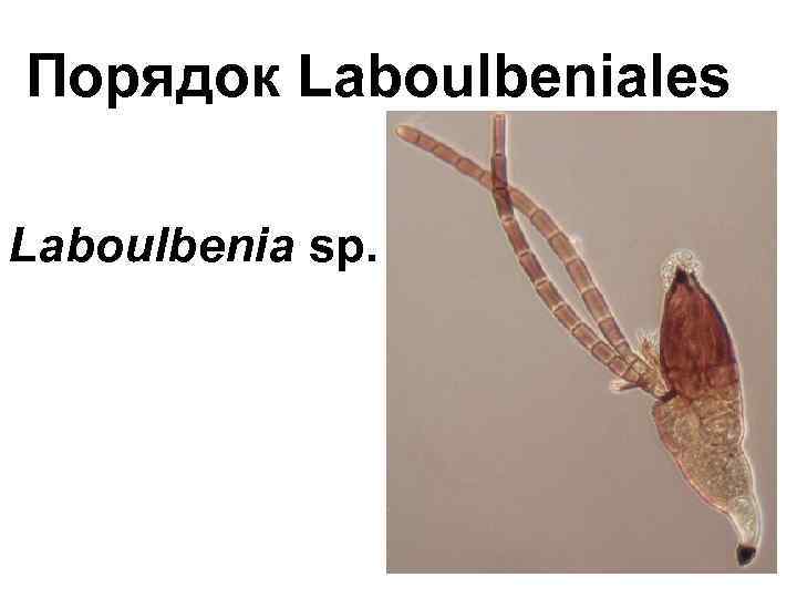 Порядок Laboulbeniales Laboulbenia sp. 