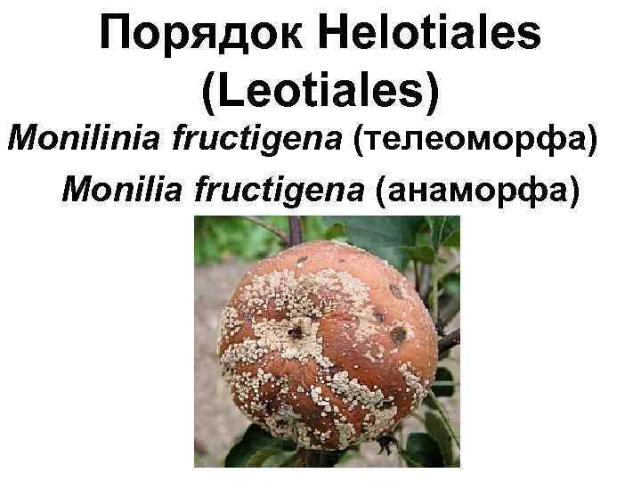 Порядок Helotiales (Leotiales) Monilinia fructigena (телеоморфа) Monilia fructigena (анаморфа) 