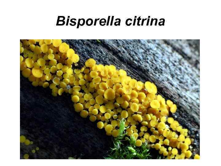 Bisporella citrina 