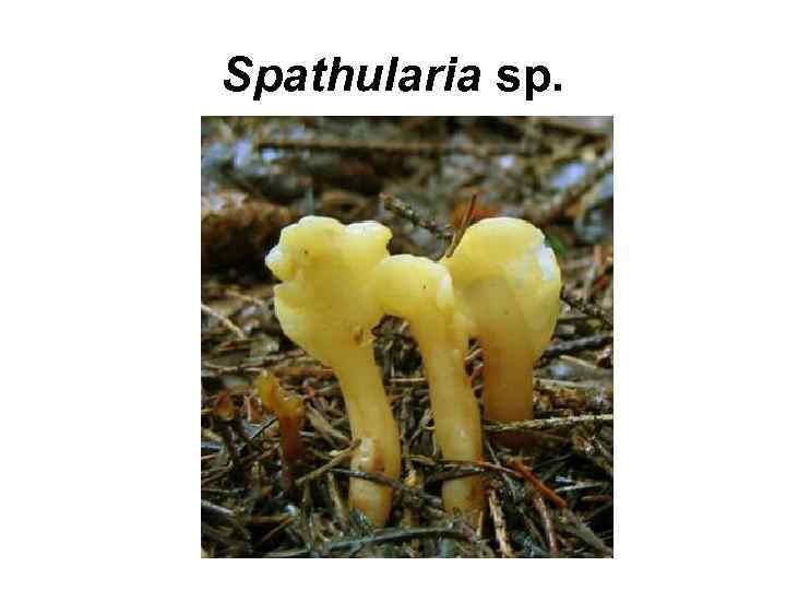 Spathularia sp. 