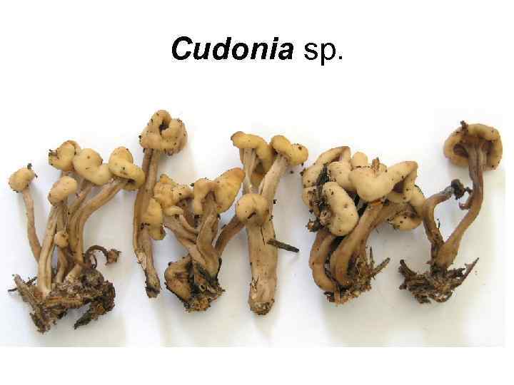 Cudonia sp. 