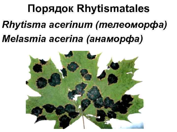 Порядок Rhytismatales Rhytisma acerinum (телеоморфа) Melasmia acerina (анаморфа) 