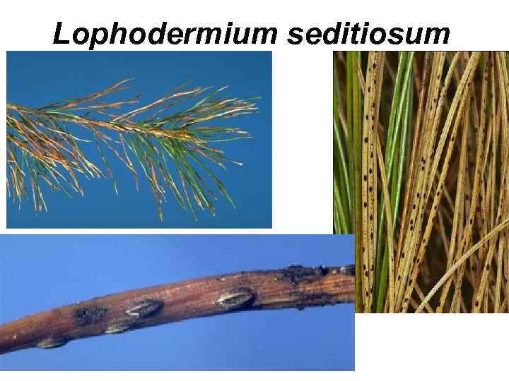Lophodermium seditiosum 