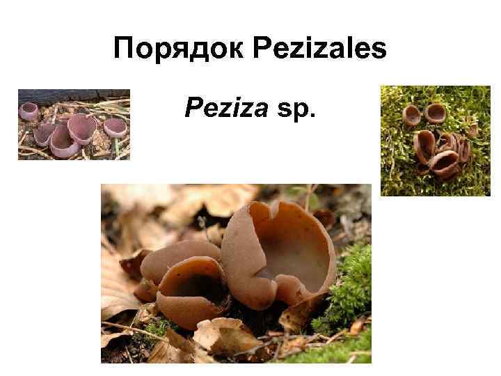 Порядок Pezizales Peziza sp. 