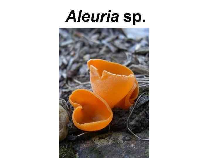 Aleuria sp. 