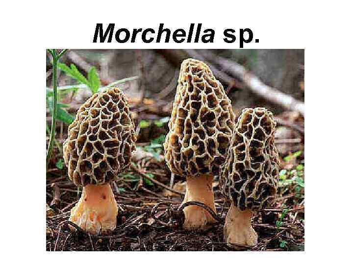 Morchella sp. 