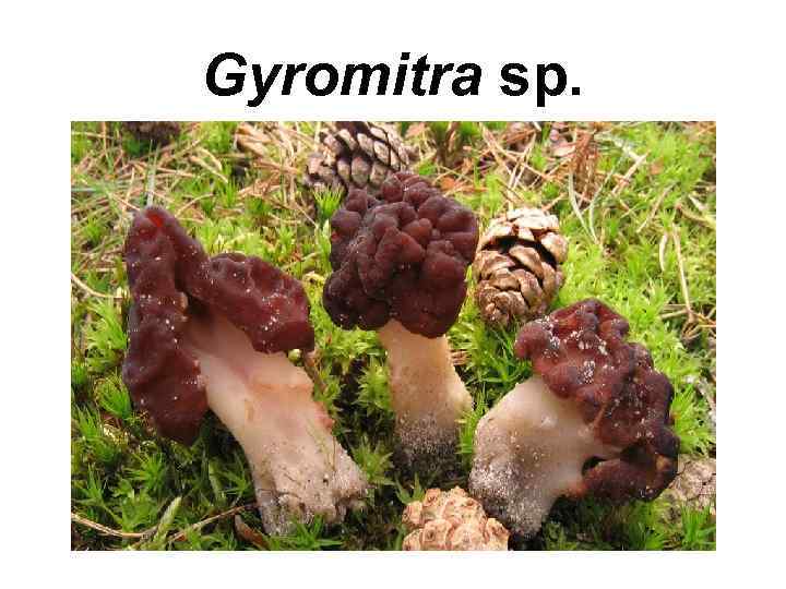 Gyromitra sp. 