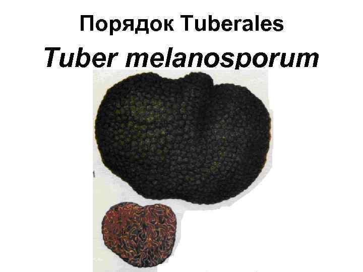 Порядок Tuberales Tuber melanosporum 