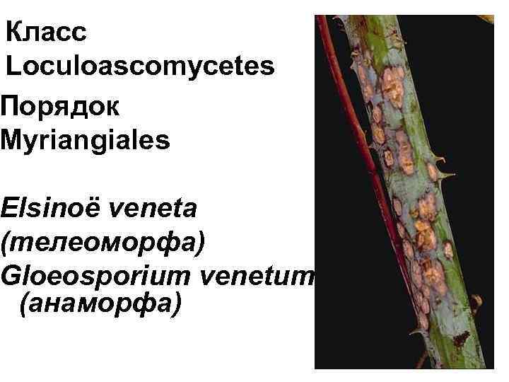 Класс Loculoascomycetes Порядок Myriangiales Elsinoë veneta (телеоморфа) Gloeosporium venetum (анаморфа) 