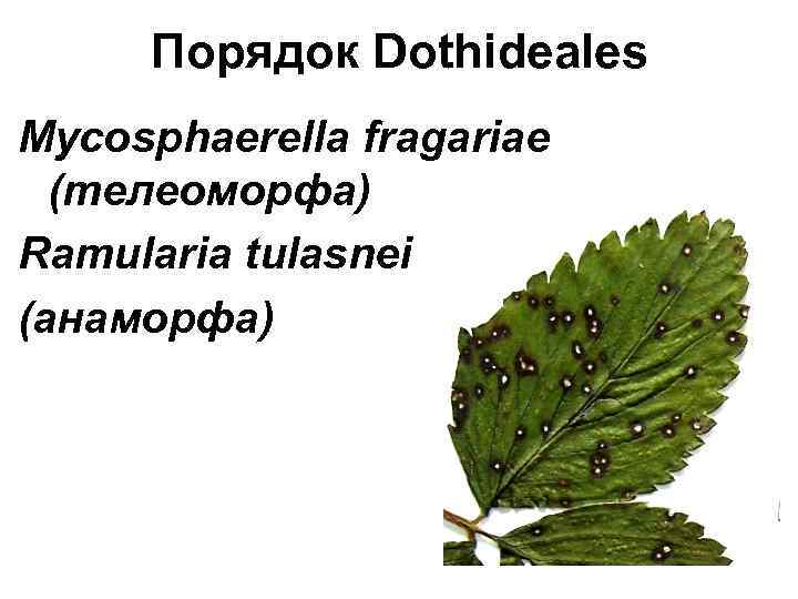 Порядок Dothideales Mycosphaerella fragariae (телеоморфа) Ramularia tulasnei (анаморфа) 