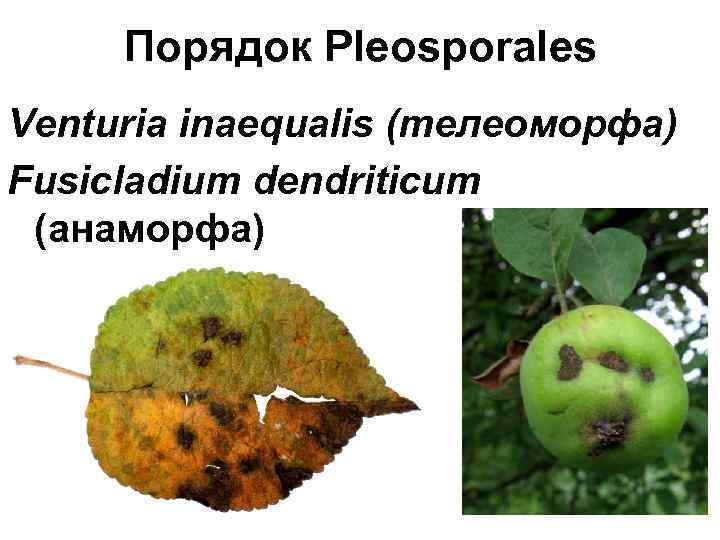 Порядок Pleosporales Venturia inaequalis (телеоморфа) Fusicladium dendriticum (анаморфа) 