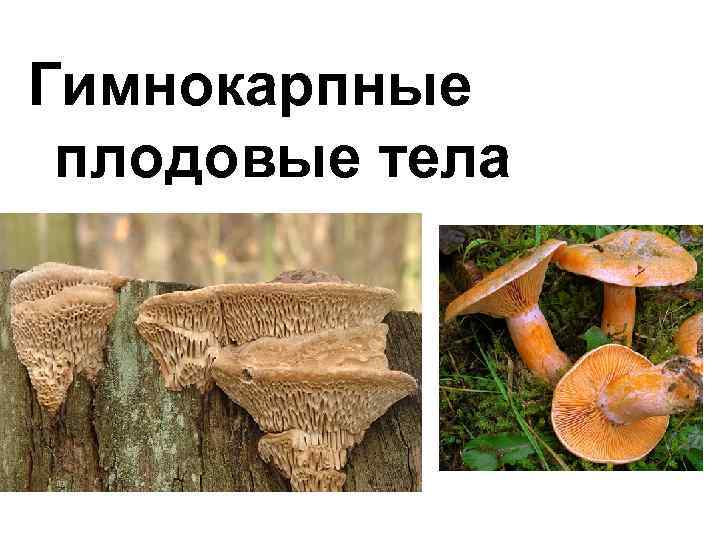 Гимнокарпные плодовые тела 