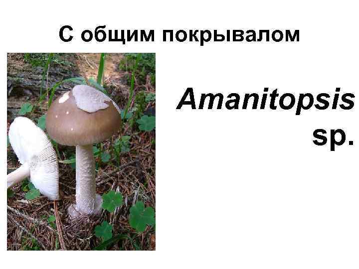 С общим покрывалом Amanitopsis sp. 