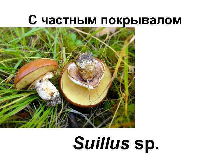 С частным покрывалом Suillus sp. 