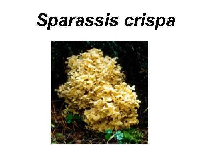 Sparassis crispa 