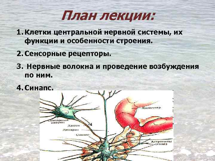 Синапсы ЦНС физиология. Роль синапсов в ЦНС. Функции синапсов физиология. Виды синапсов в ЦНС.