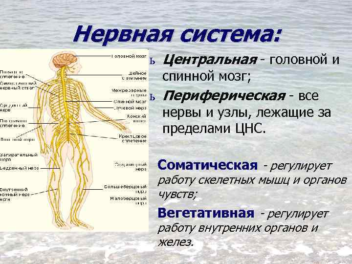 Органы входящие в центральную нервную систему. Нервная система. Периферическая нервная система. Нервная система человека спинной мозг. Нервная система головной и спинной мозг.