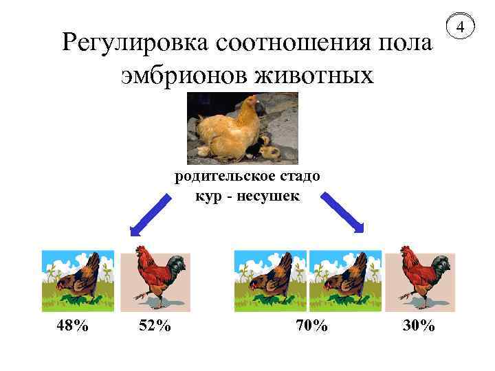 Регулировка соотношения пола эмбрионов животных родительское стадо кур - несушек 48% 52% 70% 30%