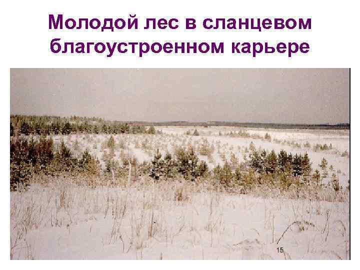 Молодой лес в сланцевом благоустроенном карьере 